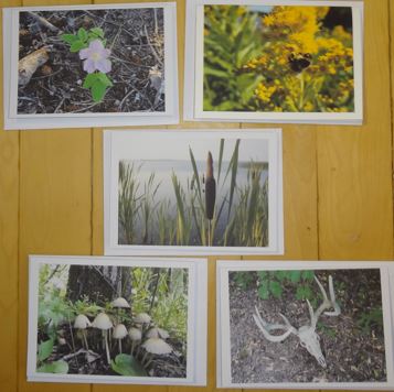 Summer Greeting Cards (5 Pack Blank)