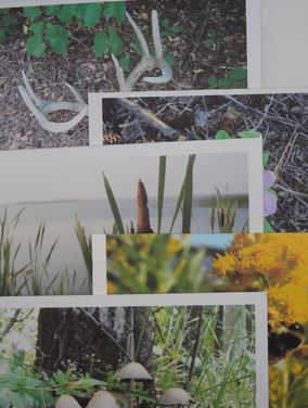 Summer Greeting Cards (5 Pack Blank)