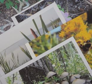 Summer Greeting Cards (5 Pack Blank)